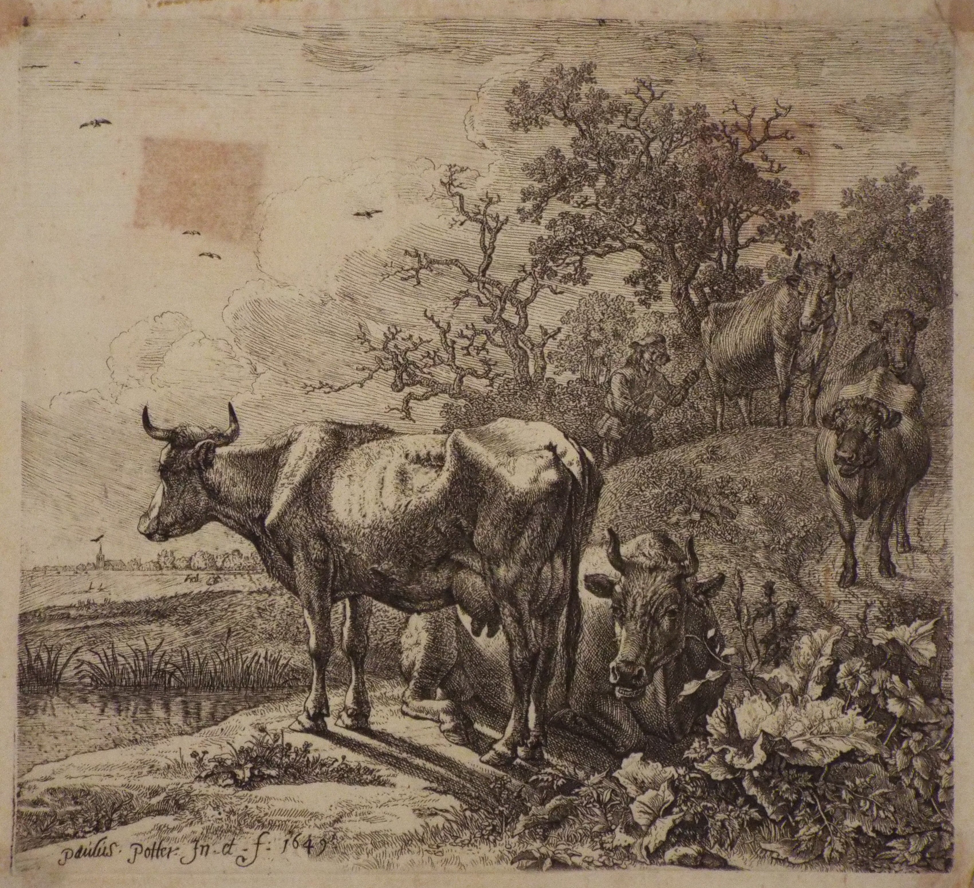 Etching - The Cow Herd - Potter